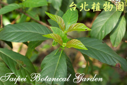 水錦樹，葉子的圖片