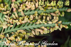 東方狗脊蕨，葉子的圖片