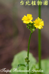 黃鵪菜，花朵的圖片