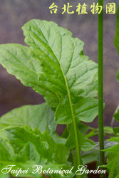 黃鵪菜，葉子的圖片