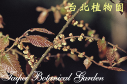 櫸，花朵與葉子的圖片