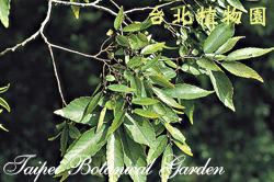 櫸，果實與葉子的圖片