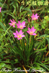 韭蘭，花朵的圖片